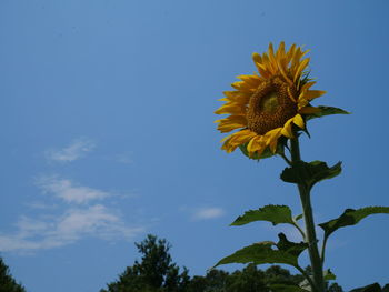 Low angle view of yellow flowering plant against blue sky