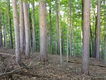 Trees growing in forest