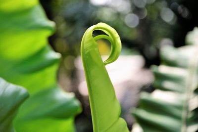 Close-up of green plant