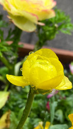 Close-up of raindrops on yellow flower