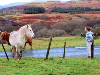 Side view of woman looking at domestic animals standing on field