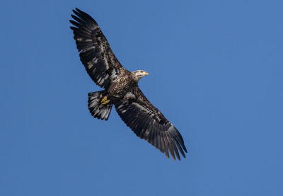 Bald eagle juvenile is flying in blue skies high above you