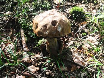 High angle view of mushroom growing on field