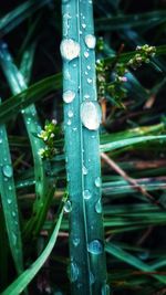 Close-up of raindrops on blade of grass