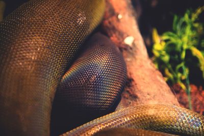 Close-up of snake in forest