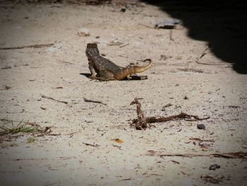 Close-up of lizard on ground