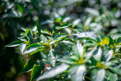 Close-up of fresh green plant leaves during winter