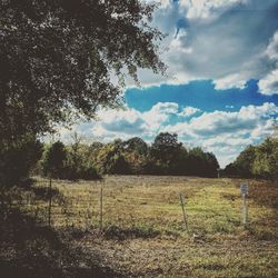 Trees on grassy landscape against clouds