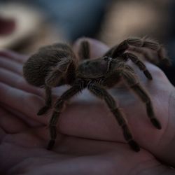 Close-up of spider on hand