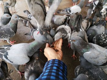 High angle view of man feeding birds