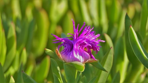 Close-up of purple flower blooming outdoors
