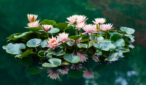 Close-up of pink flowering plant leaves