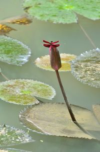Close-up of lotus water lily