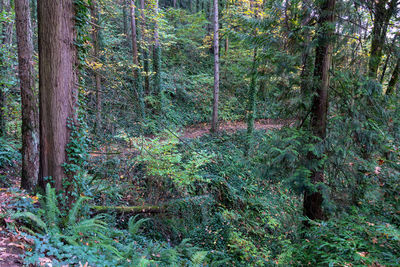 View of trees in forest