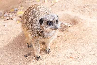 meerkat