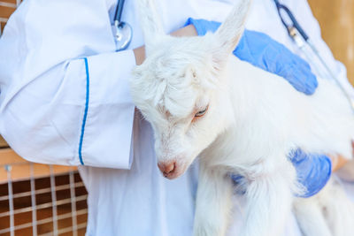 Close-up of white dog