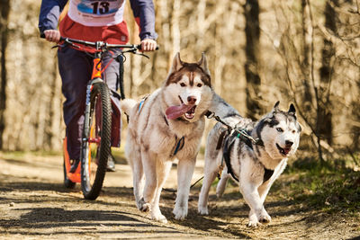 Side view of dogs running on field