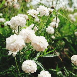 Close-up of white flowers blooming outdoors