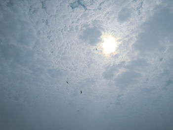 Low angle view of bird flying in sky