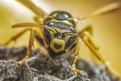 Macro shot of bee