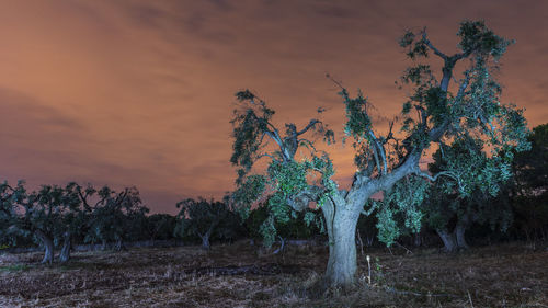 Trees on field against sky during sunset