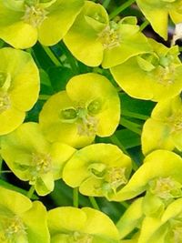 Close-up of yellow flower