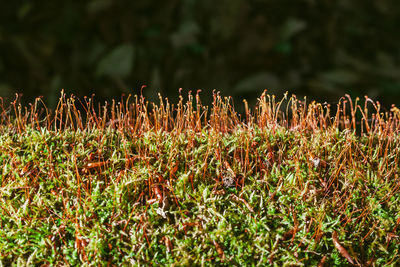 Close-up of plants growing on field