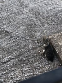 High angle view of cat on street