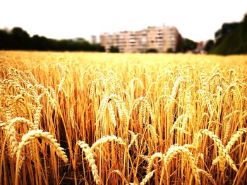 Close-up of wheat field against clear sky