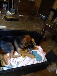 High angle view of puppy at home