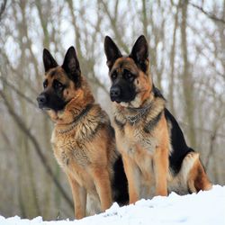 Dog sitting in snow