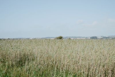Scenic view of wheat field against sky