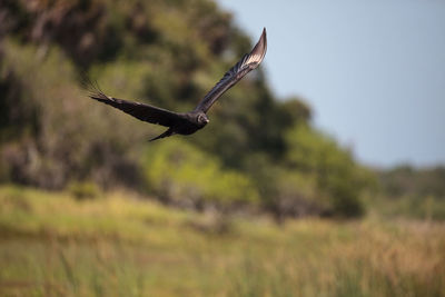 Dark brown spread wings of a turkey vulture cathartes aura gliding through a marsh along the myakka 