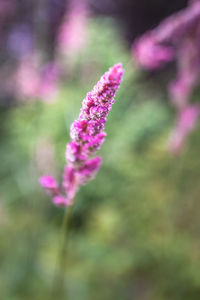 Close-up of pink flowering plant on field