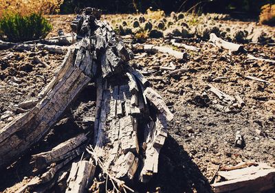 Close-up of tree stump on field