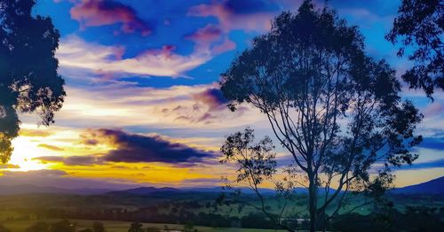 Tree against sky during sunset