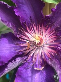 Close-up of purple flower blooming outdoors