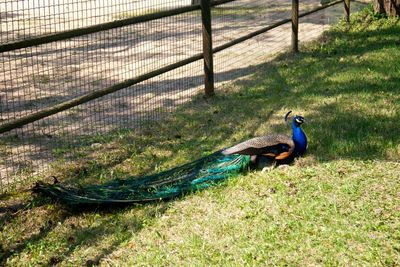 peacock