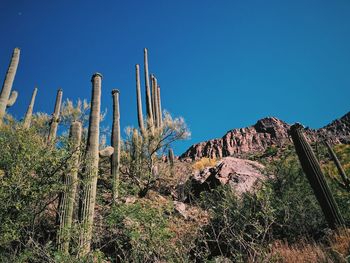 Cactus growing on land against clear blue sky