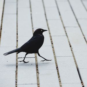 Close-up of bird perching on floor