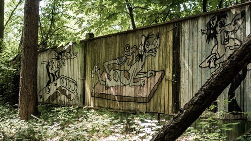 Graffiti on tree trunk in forest