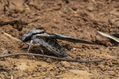 High angle view of insect on land