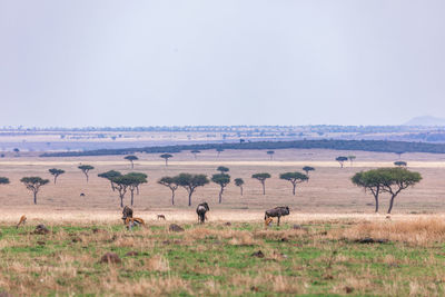 Wildlife maasai mara triangle national reserve park in narok county rift valley in kenya east africa