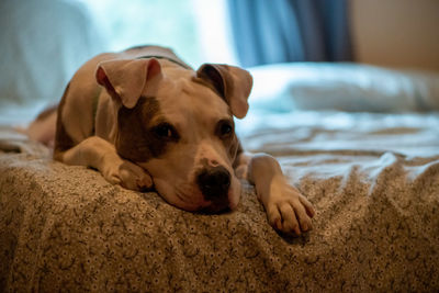 Close-up of a dog resting