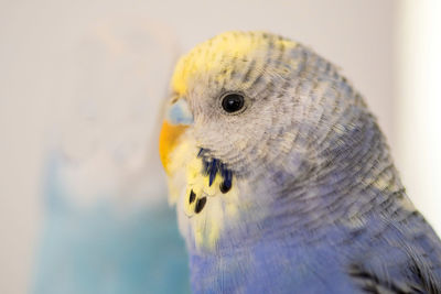 Close-up of a bird