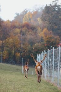 Deer standing in a field