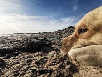 Close-up of dog looking at sea against sky