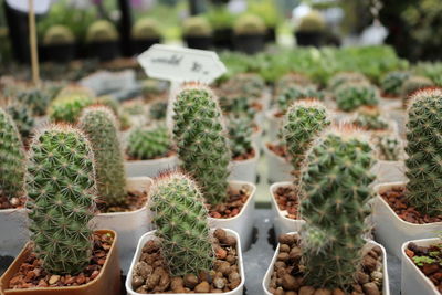 High angle view of succulent plants