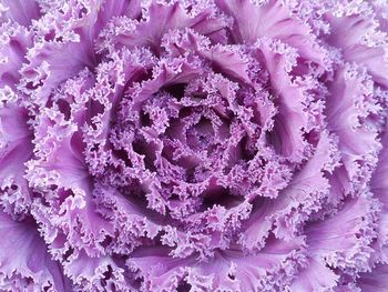 Full frame shot of pink flower