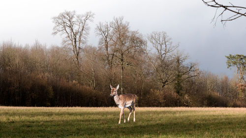 Young fallow deer in the meadow